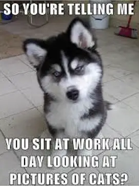Upset Husky Puppy